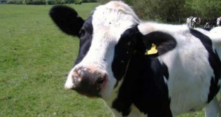 Пострадалите от сушата френски животновъди ще получат финансова подкрепа