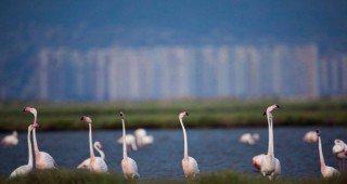 Победа за природата в Турция: важно местообитание за розовото фламинго, спасено от построяването на магистрала