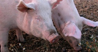 Втори случай на aфриканска чума по свинете беше регистриран в китайска свинеферма