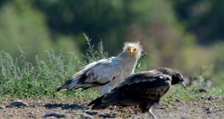 Гнездовият успех на популацията на египетския лешояд в България – един от най-високите в Европа