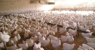 По-високи изкупни цени за пилешкото месо и яйцата поискаха птицевъдите в Германия