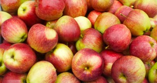 Изтеглят ябълки с остатъчни количества инсектицид от търговската мрежа