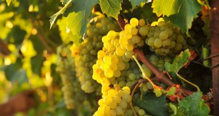 Сравнително добра гроздова реколта очакват лозарите в Австрия