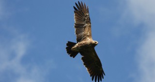Удължен е срокът за изпълнение на дейностите по проект Горите на орела