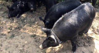 Африканската чума от Румъния може да унищожи българска порода свине на 2500 години
