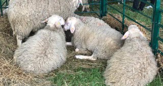 По данни на животновъди най-малко 300 000 са фиктивните ушни марки на овцете и козите в България