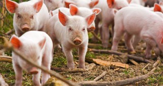 Огнище на aфриканска чума при домашни свине в България