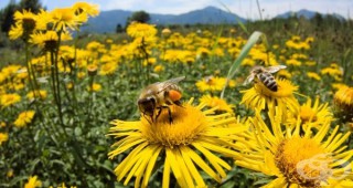 Пчелите са развили слабост към определени растения, които обичайно съдържат пестициди