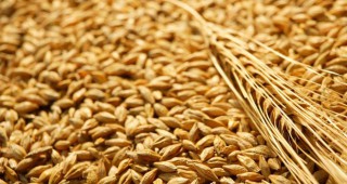 Цените на основните зърнени контракти по световните борси продължават да падат