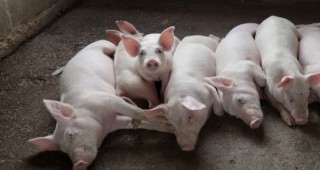 Пробите за африканска чума по свинете в провадийското село Бозвелийско са отрицателни