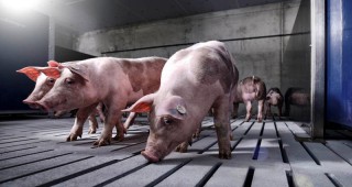 Среща между експертите на ЕК и БАБХ с представители на свиневъдната промишленост