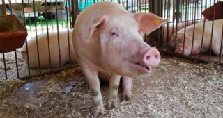 Временна забрана за внос на свине и свинско месо от България в Русия