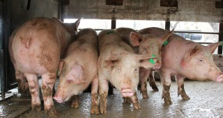 Ловджиите са най-рисковата група за пренасяне на африканска чума по свинете