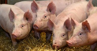 Създават научен център за борба срещу африканската чума по свинете