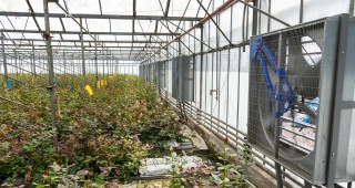 Ирисист изгражда напоителни инсталации за производство на посадъчен материал за рози