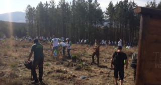 Над 800 доброволци залесяват край Долна Диканя