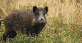 Африканската чума по свинете достигна Западна Европа