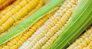 И през новия сезон Европейският съюз ще увеличи вноса на царевица