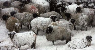 Студът причини смъртта на 1,7 млн глави добитък в Монголия