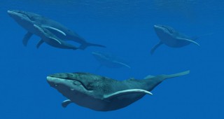 Остава мораториумът за лов на китове за Япония