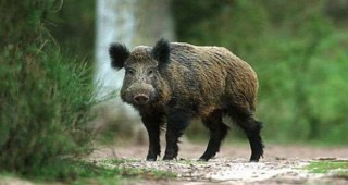 Нови случаи на Африканска чума по свинете в Белгия