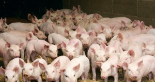 Валония отпуска 1 млн. евро за борба с африканската чума по свинете