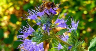 Увеличава се интересът на стопаните от област Търговище към Националната програма по пчеларство