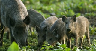 Ловци ще протестират срещу подготвяната забрана за групов лов на дива свиня