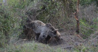 РИОСВ – Стара Загора, НП Централен Балкан, ДЛС – Мазалат и СДП Балкани спасиха мечка
