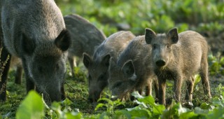 Огнищата на aфриканска чума по дивите свине в Белгия нарастват
