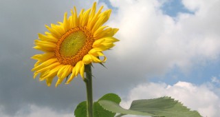Роден хибрид слънчоглед ще се изнася за Молдова и Украйна