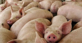 Военни са пренесли вируса на африканската чума по свинете в Белгия