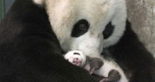 Четири големи панди се родиха само за 14 часа