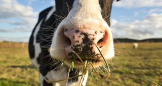 Данък Климат върху цената на говеждото месо поискаха от Зелената партия в Дания