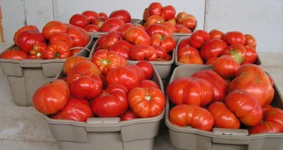 В Индия създадоха домати, които остават свежи повече от месец