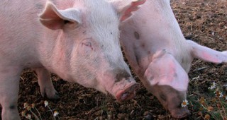 ЕК започва проверки в Румъния, за да оцени ситуацията с бързото разпространение на aфриканската чума по свинете