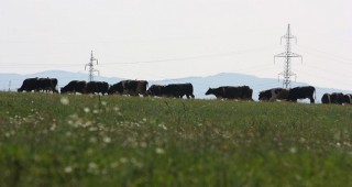 Случай на заболяването луда крава е потвърден в шотландска ферма