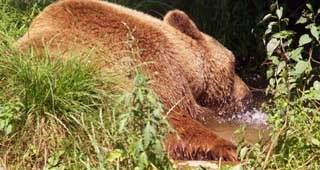Протест в защита на черните мечки