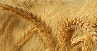 В Чикаго пшеницата поевтиня до 214.00 щд/тон