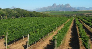 Националната програма за подпомагане на лозаро-винарския сектор бележи най-успешната си година