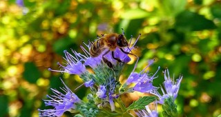 От 12 ноември започва прием по мерките от Националната програма по пчеларство