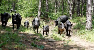 11 разлики между Източнобалканската свиня и дивите прасета