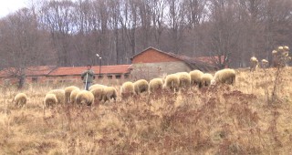Учените експериментират с породата овце Ил дьо франс на 1 500 м надморска височина