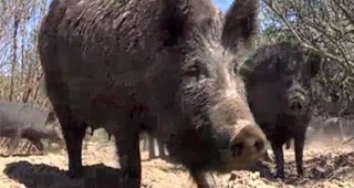 Първи случаи на aфриканска чума при диви свине в област Добрич