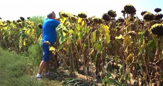 Към края на октомври са реколтирани 99,8% от площите с маслодаен слънчоглед