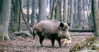 В Ямболско залавят бракониери отстреляли бременна дива свиня