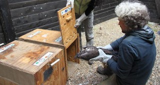 Два спасени орела от застрашен вид ще бъдат изпратени в Испания
