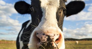 330 хиляди тона мляко се губят всяка година по веригата на доставките във Великобритания