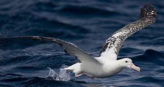 Албатроси ще следят рибарските кораби в Индийския океан