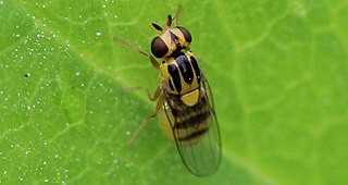 БАБХ предупреждава за житни мухи по есенниците